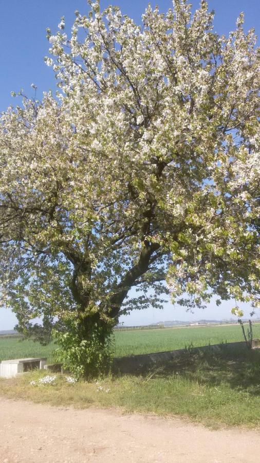 B&B Peschi In Fiore Valeggio sul Mincio Εξωτερικό φωτογραφία
